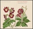 Luciano Contini 조반니 잠보니: 류트 소나타 1718년 (Giovanni Zamboni: Sonate d'Intavolatura di Leuti, Lucca 1718)