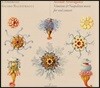 Guido Balestracci 베네치아와 나폴리의 비올 콘소트 음악 (Seconde Stravaganze - Venetian and Neapolitan Music for Viol Consort)