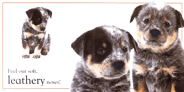 (Touch and Feel) Puppy