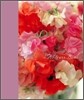 Paula Pryke's Flowers Address Book
