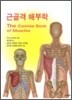 [중고-상] 근골격 해부학