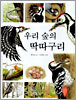우리 숲의 딱따구리