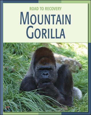 Mountain Gorilla