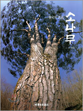 한국의 명품 소나무