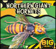 Northern Giant Hornet