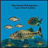Maryland Game Fish and Panfish Species Kids Book: Great Book About the Different Types of Fish in Maryland