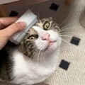 고양이 강아지 부드러운 빗 그루밍 엉킨 죽은털 엉킨털 제거 빗 브러쉬 털제거기 털갈이 빗