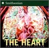 The Heart: All about Our Circulatory System and More!