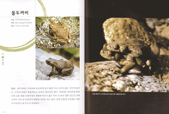 생명을 노래하는 개구리