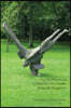 The Day That Icarus Crashed Into Our Garden