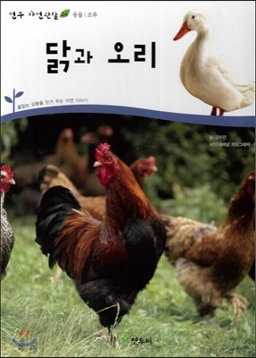 닭과 오리 (동물 조류)