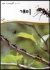 개미 (동물 곤충류)