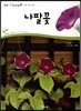 나팔꽃 (식물 속씨식물)