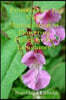 Protocols for In Vitro Manipulation of Flowering Plants In the Laboratory