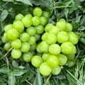 가정용 샤인머스켓 3kg 6-8수