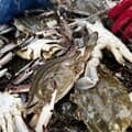 활 숫 꽃게 2kg 6-12미