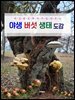 야생 버섯 생태 도감