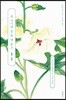 꽃 사이에 술 한 병 놓고