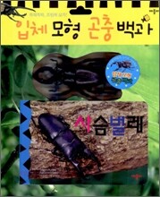 입체모형 곤충백과 : 사슴벌레