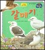 갈매기 (날개있는동물)