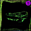 Avey Tare - Down There (Vinyl LP)