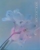 겸 - 삼켜낸 파란 은유 book&cd (압축포장 없이 출고된상품입니다)