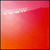 Cheerleader - Sunshine Of Your Youth (Download Card)(Vinyl LP)