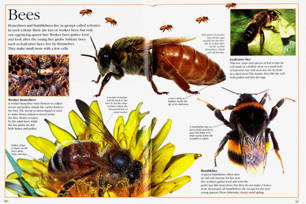 Big Book of Bugs