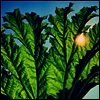 Pfarmers - Gunnera (Vinyl LP)