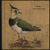 Grave With No Name - Feathers Wet Under The Moon (Vinyl LP)