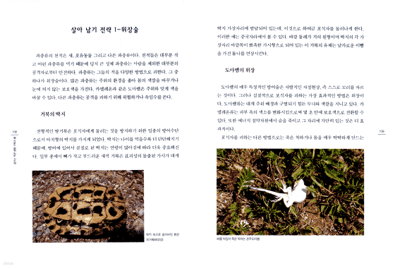 꿈꾸는 푸른 생명 거북과 뱀