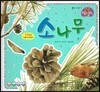 소나무 (꽃과 나무)