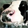 크라잉 넛 (Crying Nut) 5집 - OK 목장의 젖소