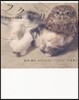 フクマリ フクロウと子猫