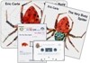 문진 영어동화 Best Combo Step 1 : The Very Busy Spider (Board Book Set)