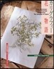 カリグラフィ-花物語 復刻版