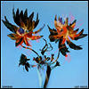 Esmerine - Lost Voices (180G)(Vinyl LP)