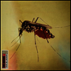 The Weeks - Dear Bo Jackson (Vinyl 2LP)