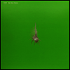 Tint - My New Murex (LP)