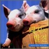 돼지의 발견
