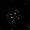 Saffronkeira - Synecdoche (Gatefold)(2LP)