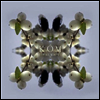 Kom - Berry White (LP)