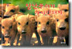 장난꾸러기 아기멧돼지