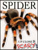 Up Close & Scary Spider