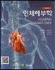 인체해부학