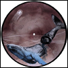Mestis - Basal Ganglia (EP)(0" Picture Disk)(LP)