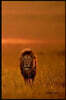 Journal Book: Lion King African Cats, Lined Blank Journal Notebook, 6 X 9, 150 Pages for Writing