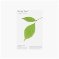스티키리프_버치(Medium)