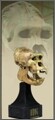 킹콩: King Kong Skull