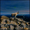 Liima - II (Limited Edition)(Neon Green LP)